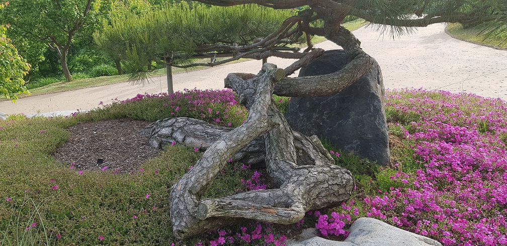 갈 지(之) 자 나무2.jpg