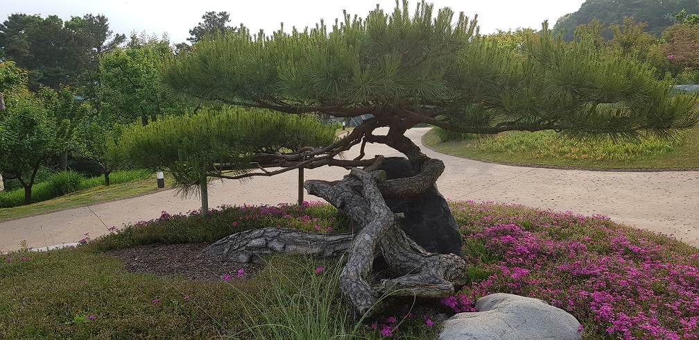 갈 지(之) 자 나무1.jpg